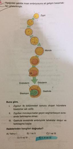 6. Aşağıdaki şekilde insan embriyosuna ait gelişim basamak-
ları gösterilmiştir.
Zigot
Morula
Endoderm
Ektoderm
Gastrula
Blastopor
Buna göre,
1. Zigotun ilk bölünmeleri sonucu oluşan hücrelere
blastomer adı verilir.
II. Zigottan morulaya kadar geçen segmentasyon evre-
sinde farklılaşma olmaz.
III. Gastrula evresinde embriyonik tabakalar oluşur ve
farklılaşma başlar.
ifadelerinden hangileri doğrudur?
A) Yalnız ! B) I ve II
D) Il ve Ill
C) I ve III
E) I, II ve II
