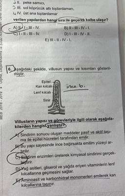 Olçme, Değerlendirme ve Sınav Hizmetleri Genel Mudurlug
Il peke sarnici,
III. sol köprücük altı toplardamarı,
LIV. üst ana toplardamar
verilen yapılardan hangi sıra ile geçerek kalbe ulaşır?
A) ILI - III - IV.
B) || - III - IV - 1.
C)- ||- III - IV.
D) I-III-IV - II.
E) III - 11 - IV - 1.
6. Aşağıdaki şekilde, villusun yapısı ve kısımları gösteril-
miştir.
Epitel
Kan kılcali
ince b.
Lenf kılcali
Sinir
MEB 2018 - 2019
Villusların yapısı ve görevleriyle ilgili olarak aşağıda-
kilerden hangisi yanlıştır?
AT Sindirim
sonucu oluşan maddeler pasif ve aktif taşı-
ma ile epitel hücreleri tarafından emilir.
B) Bu yapı sayesinde ince bağırsakta emilim yüzeyi ar-
tırılır.
Sindirim enzimleri üreterek kimyasal sindirimi gerçek-
leştirir.
D) Yağ asitleri, gliserol ve yağda eriyen vitaminlerin lenf
kılcallarına geçmesini sağlar.
E/Aminoasit ve karbonhidrat monomerleri emilerek kan
kilcallarına taşınır.
Essie
IMG