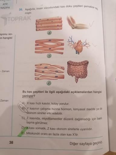 ATP.
NADPH
36. Aşağıda, insan vücudundaki kas doku çeşitleri şematize
miştir.
TOPRAK
syonu so-
en hangisi
- Zaman
Z
Bu kas çeşitleri ile ilgili aşağıdaki açıklamalardan hangisi
yanlıştır?
Zaman
A) X kasi hızlı kasılır, kolay yorulur.
8) Y kasının çalışma h