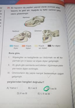 cer
zy-
20. Bir hayvanın diş çeşitleri yapısal olarak evrimsel adap-
tasyonu ile şekil alır. Aşağıda üç farklı canlının çene
yapısı gösterilmiştir.
le
n-
Karnivor
la
a
u
Herbivor
Omnivor
Azı dişleri
Kesici
dişler
Köpek
dişleri
Küçük
azı dişleri
Buna göre,
1. Köpekgiller ve kedigillerde avı öldürmek ve eti ko-
parmak için iri kesici ve köpek dişler gelişmiştir.
II. At, geyik gibi canlılarda sert bitkileri öğütmeye yara-
yan kesici dişler evrilmiştir.
III. Omnivorların diş yapısı karışık beslenmeye uygun
gelişmiştir.
yargılarından hangileri doğrudur?
A) Yalnız!
B) I ve II
C) I ve III
D) II ve III
E) I, II ve III