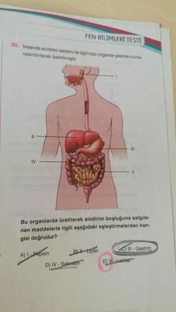 FEN BİLİMLERİ TESTI
35. İnsanda sindirim sistemi ile ilgili bazı organlar şekilde numa
ralandınlarak belirtilmiştir.
III
IV
V
Bu organlarda üretilerek sindirim boşluğuna salgıla-
nan maddelerle ilgili aşağıdaki eşleştirmelerden han-
gisi doğrudur?
C) III - Gastrin
A) - Pepsin BD-Lipaz
D) IV - Sekretin
E) V - Laktaz
