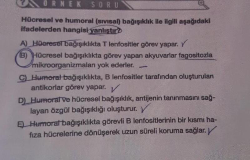 ORNEK SORU
Hücresel ve humoral (sivisal) bağışıklık ile ilgili aşağıdaki
ifadelerden hangisi
yanlıştır
A) HDereset bağışıklıkta Tlenfositler görev yapar. Y
(B) Hücresel bağışıklıkta görev yapan akyuvarlar fagositozla
mikroorganizmalan yok ederler.
C Humora