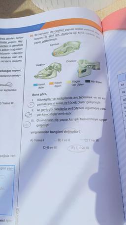20. Bir hayvanın diş çeşitleri yapısal olarak evrimsel adap
tasyonu ile şekil alır. Aşağıda üç farklı canlının çene
yapısı gösterilmiştir.
Karnivor
inez olayları benzer
diliklar yaşanır. Hay-
verilen ve genellikle
L iplikler boğumlan-
hücrenin ortasında
tabakası olan ara
Kiki hücre oluşumu
Omnivor
Herbivor
arklılığın nedeni;
manlarının olmayı-
Azı dişleri
Imas
Köpek
dişleri
Küçük
azı dişleri
Kesici
dişler
01
Her kaplaması
02
03
03
-) Yalnız-hh
O
Buna göre,
1. Köpekgiller ve kedigillerde avı öldürmek ve eti ko-
parmak için iri kesici ve köpek dişler gelişmiştir.
II. At, geyik gibi canlılarda sert bitkileri öğütmeye yara-
yan kesici dişler evrilmiştir.
III. Omnivorların diş yapısı karışık beslenmeye uygun
gelişmiştir.
yargılarından hangileri doğrudur?
A) Yalnız!
-B) I ve II
C) T ve III
D) il ve ili
E) I, II ve II
şağıda veri-
agisi yan-
dır.
KONSERİSİ
esi için;
