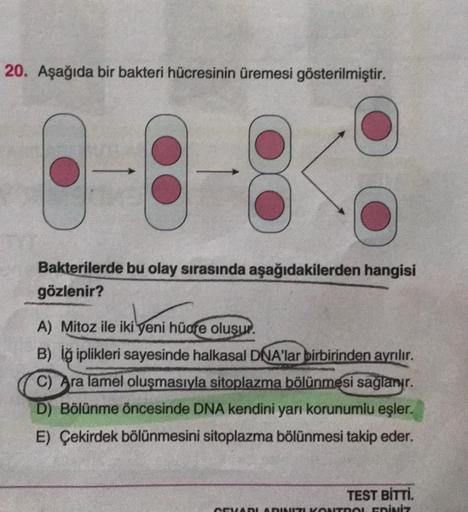 20. Aşağıda bir bakteri hücresinin üremesi gösterilmiştir.
o
6-8
Bakterilerde bu olay sırasında aşağıdakilerden hangisi
gözlenir?
A) Mitoz ile iki yeni hücre oluşur.
B) iş iplikleri sayesinde halkasal DNA'lar birbirinden ayrılır.
C) Ara lamel oluşmasıyla s