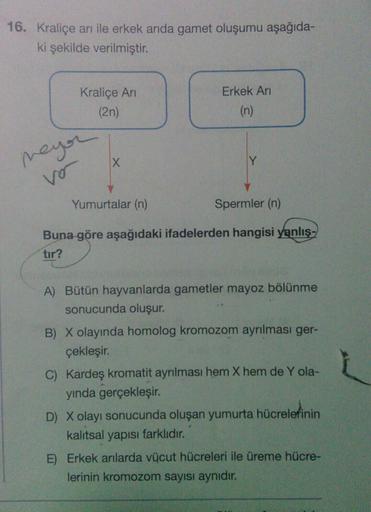 16. Kraliçe an ile erkek arıda gamet oluşumu aşağıda-
ki şekilde verilmiştir.
Kraliçe Ani
(2n)
Erkek Ari
(n)
meyor
X
Yumurtalar (n)
Spermler (n)
Buna göre aşağıdaki ifadelerden hangisi yanlış-
tır?
A) Bütün hayvanlarda gametler mayoz bölünme
sonucunda oluş