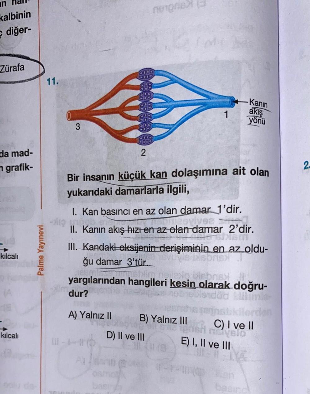 Noge Kalbinin Diger Zurafa 11 Kanin Akis 1 Yonu Biyoloji