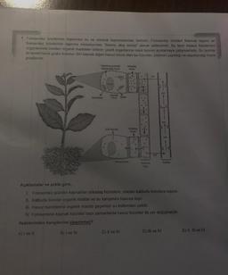 7. Fotosentez ürünlerinin taşınması su ve mineral taşınmasindan farklıdır. Fotosentez ürünleri floemde taşınır ve
fotosentez ürünlerinin taşınma mekanizması "Basınç akış teorisi" olarak adlandırılır. Bu teori kısaca fotosentez
organlarında üretilen organik maddeler bitkinin çeşitli organlarına nasıl taşınını açıklamaya çalışmaktadır. Bu teoride
iki temel hücre grubu bulunur. Biri kaynak diğeri havuz hücre olan bu hücreler, üretimin yapıldığı ve depolandığı hücre
gruplarıdır.
Yaprak perisindeki
Totooentetik hocro
Aradas
hoere
HO
Kotul
HO
Kaynak
Kloroplast
hücre Soker
HO
MO
Kök hücresi
Arkndas
hücre
HO
HO
Havuz noche
Ksilem
Kalburlu
boru
Açıklamalar ve şekle göre,
1. Fotosentez ürünleri kaynaktan arkadaş hücrelere, oradan kalburlu borulara taşınır.
II. Kalburlu borular organik madde ve su karışımını havuza taşır.
III. Havuz hücrelerine organik madde geçerken su ksilemden çekilir.
IV. Fotosentetik kaynak hücreler bazı zamanlarda havuz hücreler ile yer değiştirebilir.
ifadelerinden hangilerine ulaşılamaz?
A) I ve II
B) I ve III
C) Il ve IV
D) III ve IV
E) II, III ve IV
