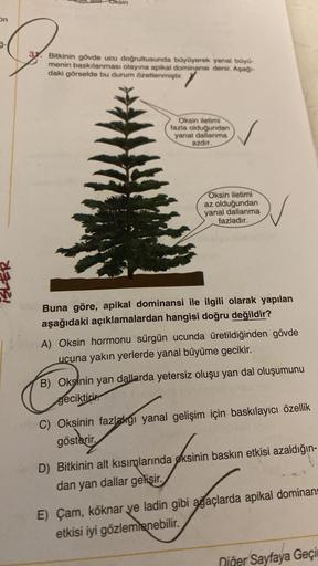 On
Bitkinin gövde ucu doğrultusunda büyüyerek yaral buyu-
menin baskılanması olayına apikal dominansi denir. Aşağı-
daki görselde bu durum Özetlenmiştir.
Oksin iletimi
fazla olduğundan
yanal dallanma
azdır.
Oksin iletimi
az olduğundan
yanal dallanma
fazlad