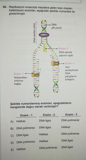 34. Replikasyon sırasında meydana gelen bazı olayları
katalizleyen enzimler, aşağıdaki şekilde numaralar ile
gösterilmiştir.
DNA
çift zinciri
DNA sentez yönü
Enzim-2
DNA sarmal
yapısını açar.
Enzim-3
Enzim-1
Nükleotitleri
birbirine
bağlar.
Yeni
sentezlenen