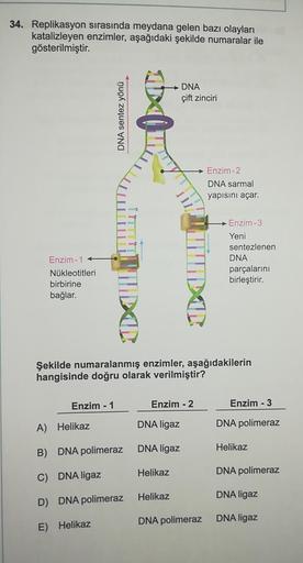 34. Replikasyon sırasında meydana gelen bazı olayları
katalizleyen enzimler, aşağıdaki şekilde numaralar ile
gösterilmiştir.
DNA
çift zinciri
DNA sentez yönü
Enzim-2
DNA sarmal
yapısını açar.
Enzim-3
Enzim-1
Nükleotitleri
birbirine
bağlar.
Yeni
sentezlenen