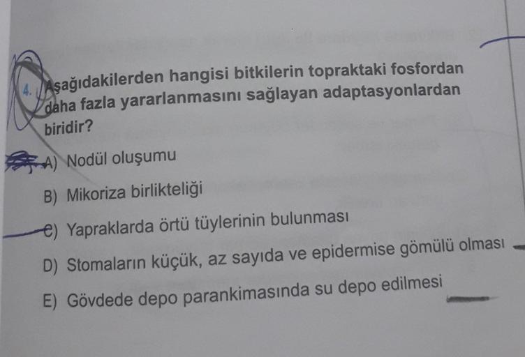 4. Aşağıdakilerden hangisi bitkilerin topraktaki fosfordan
V daha fazla yararlanmasını sağlayan adaptasyonlardan
biridir?
A) Nodül oluşumu
B) Mikoriza birlikteliği
e) Yapraklarda örtü tüylerinin bulunması
D) Stomaların küçük, az sayıda ve epidermise gömülü