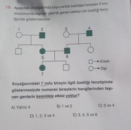 19. Aşağıdaki soyağacında koyu renkle belirtilen bireyler X kro-
mozomunda taşınan çekinik genle kalıtılan bir özelliği feno-
tipinde göstermektedir.
1
2
3
4.
07
5
6
0 Erkek
0 Dişi
7
Soyağacındaki 7 nolu bireyin ilgili özelliği fenotipinde
göstermesinde numaralı bireylerin hangilerinden taşı-
nan genlerin kesinlikle etkisi yoktur?
A) Yalnız 4
B) 1 ve 2
C) 3 ve 4
D) 1,2,3 ve 4
E) 3, 4, 5 ve 6
