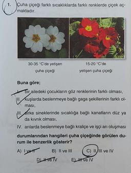1. Çuha Çiçeği farklı sıcaklıklarda farklı renklerde çiçek aç-
maktadır.
15-20 °C'de
30-35 °C'de yetişen
Çuha Çiçeği
yetişen Çuha Çiçeği
Buna göre;
bir ailedeki çocukların göz renklerinin farklı olması,
III. kuşlarda beslenmeye bağlı gaga şekillerinin farklı ol-
ması,
III. Sirke sineklerinde sıcaklığa bağlı kanatların düz ya
da kıvrık olması,
IV. arılarda beslenmeye bağlı kraliçe ve işçi arı oluşması
durumlarından hangileri Çuha Çiçeğinde görülen du-
rum ile benzerlik gösterir?
A) Iyott B) II ve III C) II, III ve IV
DLH ve Tv
E) HIVe IV