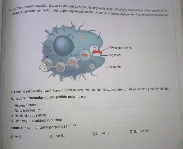 3. Lizozom, sindirim enzimleri içeren ve bulunduğu hücredeki organellerin geri dönüşüm tesisi olarak görev yapan bir or
ganeldir. Lizozom, alyuvarlar hariç bütün hayvansal hücrelerde ve sivi ortamda yaşayan tek hücreli canlılarda bulunur.
2
Mikroskobik can