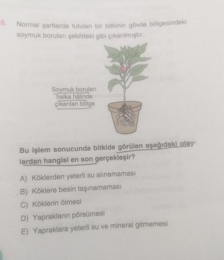 8.
Normal şartlarda tutulan bir bitkinin gövde bölgesindeki
soymuk boruları şekildeki gibi çıkarılmıştır.
Soymuk boruları
halka hâlinde
çıkarılan bölge
Bu işlem sonucunda bitkide görülen aşağıdaki olay-
lardan hangisi en son gerçekleşir?
A) Köklerden yeter