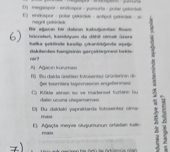 6)
D) megaspor endospor yumurta polar cekirdek
E) endospor polar cekirdek antipot cakirdek
negrit çekirdek
Bir ağacın bir dalinin kabuğundan floem
hücreleri, kambiyum da dahil olmak Oare
halka şeklinde kesilip çıkanliginda asage
dakilerden hangisinin gerçe