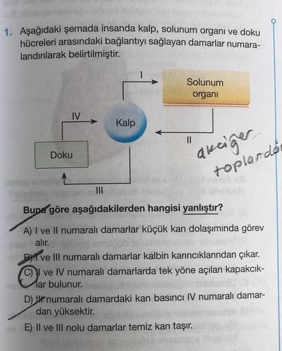 1. Aşağıdaki şemada insanda kalp, solunum organı ve doku
hücreleri arasındaki bağlantıyı sağlayan damarlar numara-
landırılarak belirtilmiştir.
Solunum
organi
IV
Kalp
II
Doku
akciğer
toplardo
Buna göre aşağıdakilerden hangisi yanlıştır?
A) I ve Il numaralı