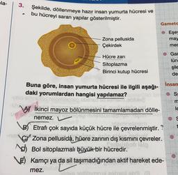 la-
3.
Şekilde, döllenmeye hazır insan yumurta hücresi ve
bu hücreyi saran yapılar gösterilmiştir.
Gameta
© Eşey
may
Zona pellusida
Çekirdek
meg
Hücre zari
Gar
lün
Sitoplazma
Birinci kutup hücresi
şile
de
©S
m
TE
O
Buna göre, insan yumurta hücresi ile ilgili aşağı-
insan
daki yorumlardan hangisi yapılamaz?
VEIOS
som honomen ablisle
WAY İkinci mayoz bölünmesini tamamlamadan dölle-
nemez.
uns asm.
B) Etrafı çok sayıda küçük hücre ile çevrelenmiştir. ?
Zona pellusida, hücre zarının dış kısmını çevreler.
Pobicie
so Bol sitoplazmalı büyük bir hücredir.
E) Kamçı ya da sil taşımadığından aktif hareket ede-
mez.
chil