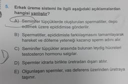 5.
Erkek üreme sistemi ile ilgili aşağıdaki açıklamalardan
hangisi yanlıştır?
A) Seminifer tüpçüklerde oluşturulan spermatitler, depo
edilmek üzere epididimise gönderilir.
B) Spermatitler, epididimiste farklılaşmasını tamamlayarak
hareket ve dölleme yeteneği kazanıp sperm adını alır.
C) Seminifer tüpçükler arasında bulunan leydig hücreleri
testosteron hormonu salgılar.
D) Spermler idrarla birlikte üretradan dışarı atılır.
E) Olgunlaşan spermler, vas deferens üzerinden üretraya
taşınır.
