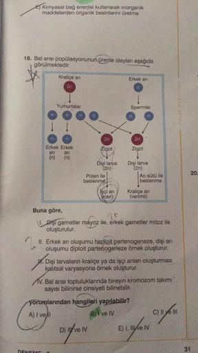 E) Kimyasal bağ enerjisi kullanarak inorganik
maddelerden organik besinlerini üretme
18. Bal arısı popülasyonunun üreme olayları aşağıda
görülmektedir.
Kraliçe ani
Erkek arı
2n
n
Yumurtalar
Paras Yayinlar
Spermler
m
in
2n
2n
Zigot
Zigot
Erkek Erkek
ari ari