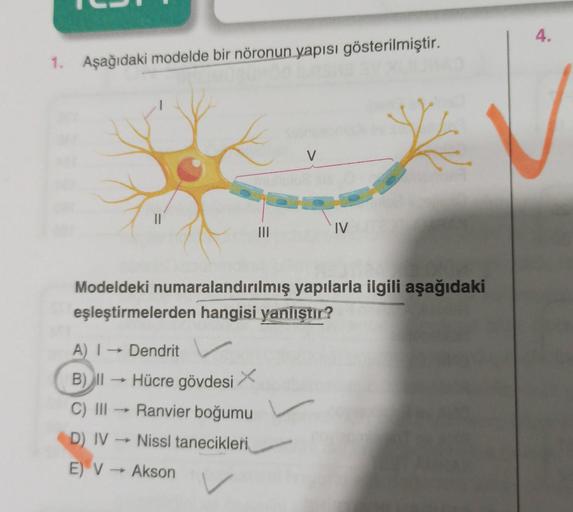 4.
1. Aşağıdaki modelde bir nöronun yapısı gösterilmiştir.
V
II
III
IV
Modeldeki numaralandırılmış yapılarla ilgili aşağıdaki
eşleştirmelerden hangisi yanlıştır?
A) | → Dendrit
B) II Hücre gövdesi X
C) III - Ranvier boğumu
D) IV → Nissl tanecikleri
E) V → 