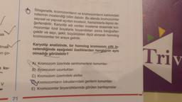 Sitogenetik, kromozomların ve kromozomların kalıtımdaki
rollerinin incelendiği bilim dalıdır. Bu alanda kromozomlar
sayısal ve yapısal açıdan incelenir, hastalıklarla ilişkisi de-
ğerlendirilir. Karyotip adı verilen inceleme sırasında kro-
mozomlar özel boyalarla boyandıktan sonra fotoğrafları
çekilir ve sayı, şekil, büyüklükleri ölçüt alınarak homolog
kromozomlar bir araya getirilir.
ak
itmak
Karyotip analizinde, bir homolog kromozom çifti in-
celendiğinde aşağıdaki özelliklerden hangisinin aynı
olmadığı görülebilir?
ar ço-
Triv
ku-
A) Kromozom üzerinde sentromerlerin konumları
B) Kromozom uzunlukları
C) Kromozom üzerindeki aleller
Oj Kromozomların lokuslarındaki genlerin konumları
E) Kromozomlar boyandıklarında görülen bantlaşmalar
v
