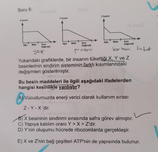 Soru 6 Stina Susmul Z besini Y besini X besini no Biyoloji Soru 6 Stina Susmul Z besini Y besini X besini no Biyoloji