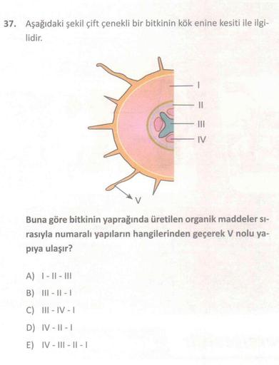 37. Aşağıdaki şekil çift çenekli bir bitkinin kök enine kesiti ile ilgi-
lidir.
II
III
IV
Buna göre bitkinin yaprağında üretilen organik maddeler si-
rasıyla numaralı yapıların hangilerinden geçerek V nolu ya-
piya ulaşır?
A) |- |1 - 111
B) III - 11 - 1
C)