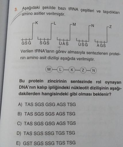 3. Aşağıdaki şekilde bazı tRNA çeşitleri ve taşıdıkları
amino asitler verilmiştir.
K
-M
-N
Z
4365 TAš us
TH
GSG SGS UAS
USG AGS
T
Verilen tRNA'ların görev almasıyla sentezlenen protei-
nin amino asit dizilişi aşağıda verilmiştir.
M
L
K
Z N
Bu protein zinci