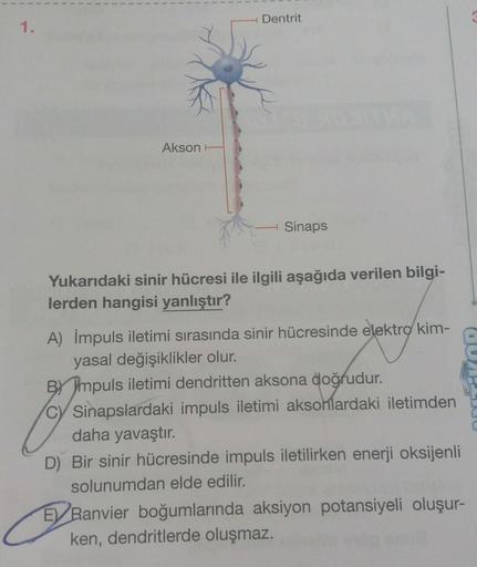 Dentrit
1.
Akson
Sinaps
Yukarıdaki sinir hücresi ile ilgili aşağıda verilen bilgi-
lerden hangisi yanlıştır?
A) Impuls iletimi sırasında sinir hücresinde elektro kim-
yasal değişiklikler olur.
By Impuls iletimi dendritten aksona doğrudur.
C) Sinapslardaki
