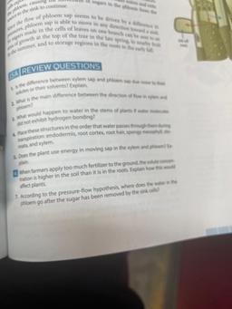 of sugars in the poem is the
kep
the phloem, causing
ne to the sink to continue,
persaires phloem sap is able to move in any decom
snor the flow of phloem sap seems to be driven by
gars made in the cells of leaves on one branch
of growth at the top of the
