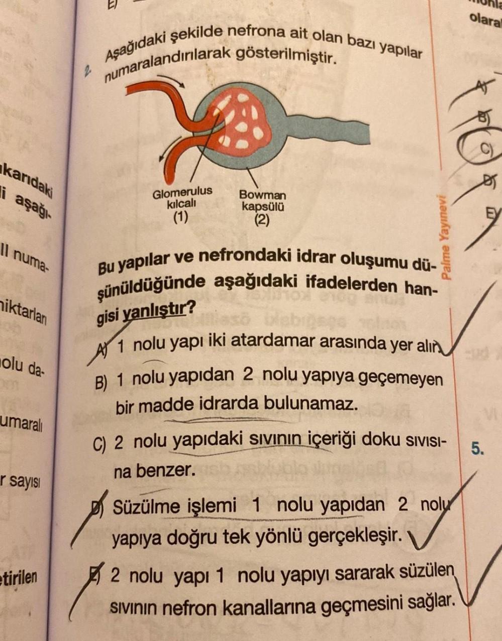 olara Aşağıdaki şekilde nefrona ait olan bazı yapıl... - Biyoloji