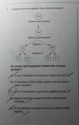 1.
Aşağıda spermatogenez olayı gösterilmektedir.
2n
Sperm ana hücresi
2n
Birincil spermatosit
Mayoz-1
A
B
Mayoz-11
C
D
E
F
Bu olayla ilgili aşağıdaki ifadelerden hangisi
yanlıştır?
A) A ve C hücrelerinin kromozom sayısı aynıdır.
. V
B) F hücresinin DNA miktarı sperm ana hücresinin
yarısı kadardır.
C) Dve E hücrelerinin gonozom çeşitleri aynıdır. X
DJ Mayoz-l sonucu oluşan hücreler döllenmeye
katılmaz
E) B hücresinde homolog kromozom çiftleri birlikte
değildir.
B