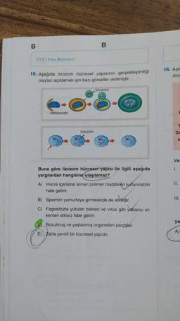 B
B
TYT/Fen Bilimleri
15. Aşağıda lizozom hücresel yapısının gerçekleştirdiği
olayları açıklamak için bazı görseller verilmiştir.
16. Aşa
doy
lizozom
Mitokondri
T
lizozom
ze
M
Ve
1.
Buna göre lizozom hücresel yapısı ile ilgili aşağıda
yargılardan hangisine ulaşılamaz?
A) Hücre içerisine alınan polimer maddeleri kullanılabilir
hale getirir.
II.
M.
B) Spermin yumurtaya girmesinde de etkilidir.
C) Fagositozla yutulan bakteri ve virüs gibi yabancı et-
kenleri etkisiz hâle getirir.
ya
D) Bozulmuş ve yaşlanmış organelleri parçalar.
E) Zarla çevrili bir hücresel yapıdır.
A)