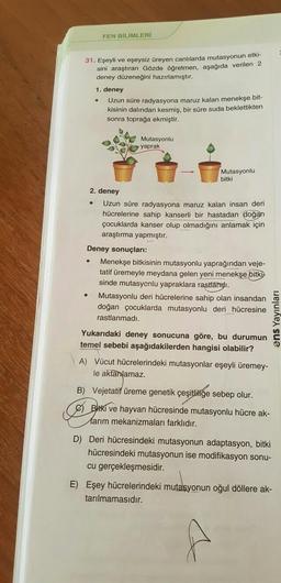 FEN BİLİMLERİ
31. Eşeyli ve eşeysiz üreyen canlılarda mutasyonun etki-
sini araştıran Gözde öğretmen, aşağıda verilen 2
deney düzeneğini hazırlamıştır.
1. deney
Uzun süre radyasyona maruz kalan menekşe bit-
kisinin dalından kesmiş, bir süre suda beklettikten
sonra toprağa ekmiştir.
Mutasyonlu
yaprak
Mutasyonlu
bitki
2. deney
Uzun süre radyasyona maruz kalan insan deri
hücrelerine sahip kanserli bir hastadan doğan
çocuklarda kanser olup olmadığını anlamak için
araştırma yapmıştır.
Deney sonuçları:
Menekşe bitkisinin mutasyonlu yaprağından veje-
tatif üremeyle meydana gelen yeni menekşe bitki
sinde mutasyonlu yapraklara rastlandı.
Mutasyonlu deri hücrelerine sahip olan insandan
doğan çocuklarda mutasyonlu deri hücresine
rastlanmadı.
.
ens Yayınları
Yukarıdaki deney sonucuna göre, bu durumun
temel sebebi aşağıdakilerden hangisi olabilir?
A) Vücut hücrelerindeki mutasyonlar eşeyli üremey-
le aktanlamaz.
B) Vejetatif üreme genetik çeşitliliğe sebep olur.
Bltki ve hayvan hücresinde mutasyonlu hücre ak-
tarım mekanizmaları farklıdır.
D) Deri hücresindeki mutasyonun adaptasyon, bitki
hücresindeki mutasyonun ise modifikasyon sonu-
cu gerçekleşmesidir.
E) Eşey hücrelerindeki mutasyonun oğul döllere ak-
tarılmamasıdır.