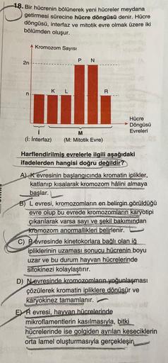 18. Bir hücrenin bölünerek yeni hücreler meydana
getirmesi sürecine hücre döngüsü denir. Hücre
döngüsü, interfaz ve mitotik evre olmak üzere iki
O
bölümden oluşur.
A Kromozom Sayısı
2n
PN
KL
R
n
Hücre
→ Döngüsü
Evreleri
(i: Interfaz)
M
(M: Mitotik Evre)
Ha