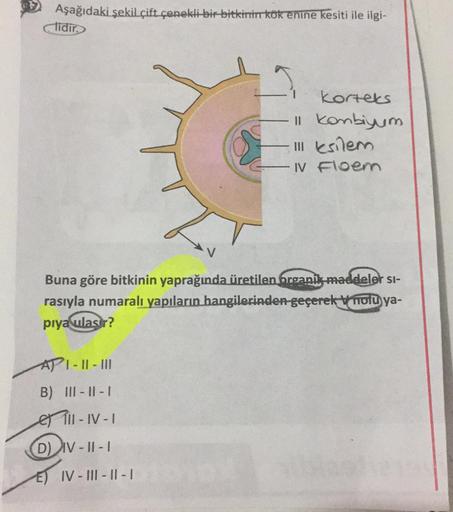 Aşağıdaki şekil çift çenekli bir bitkinin kökenine kesiti ile ilgi-
tidir
korteks
11 kombiyum
Il esilem
I floem
Buna göre bitkinin yaprağında üretilen Organik maddeler si-
rasıyla numaralı yapıların hangilerinden geçerek holu ya-
piya ulasar?
API - 11 - II