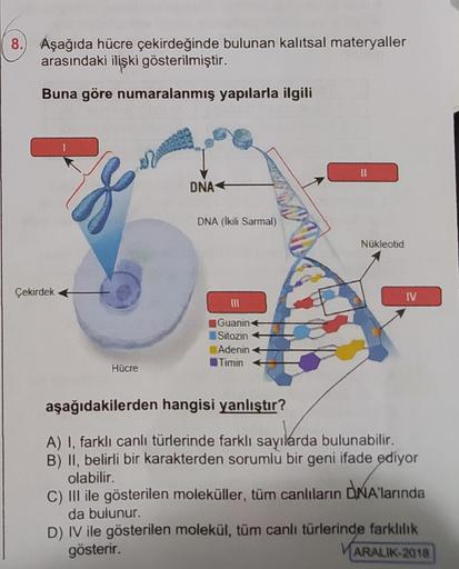 8. Aşağıda hücre çekirdeğinde bulunan kalıtsal materyaller
arasındaki ilişki gösterilmiştir.
Buna göre numaralanmış yapılarla ilgili
11
DNA
DNA (İkili Sarmal)
Nükleotid
Çekirdek +
IV
Guanin
Sitozin
Adenin
Timin
Hücre
aşağıdakilerden hangisi yanlıştır?
A) I