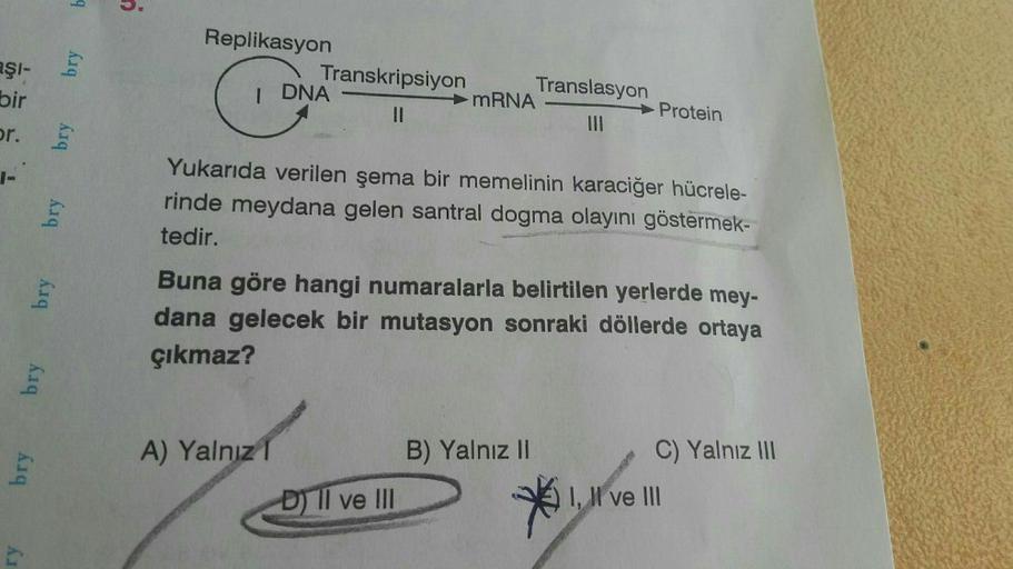 RŞI-
bry
Replikasyon
Transkripsiyon Translasyon
mRNA
Protein
III
bir
| DNA
or.
-
bry
Yukarıda verilen şema bir memelinin karaciğer hücrele-
rinde meydana gelen santral dogma olayını göstermek-
tedir.
bry
Buna göre hangi numaralarla belirtilen yerlerde mey-