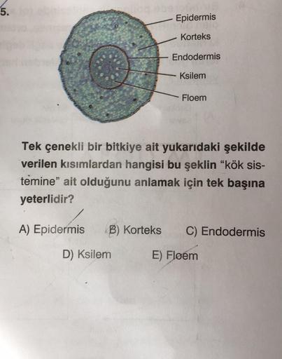 5. Epidermis Korteks Endodermis Ksilem Floem Tek çe... - Biyoloji