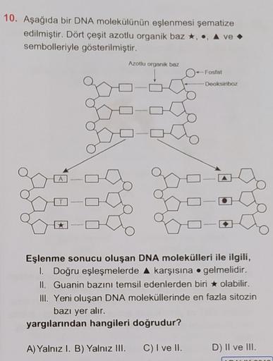 10. Aşağıda bir DNA molekülünün eşlenmesi şematize
edilmiştir. Dört çeşit azotlu organik baz *, •, Ave.
sembolleriyle gösterilmiştir.
Azotlu organik baz
-Fosfat
Deoksinboz
Eşlenme sonucu oluşan DNA molekülleri ile ilgili,
1. Doğru eşleşmelerde A karşısına 