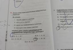 kasılması
2. Aşağıdakilerden hangisi
oksijen ihtiyacının karşıl
11. Önüne aniden köpek çıkan bir çocuk, hızlıca koşmaya
başlamıştır.
A) Alyuvarların çekirdeks
Bu süreçte;
B) Tek katlı yassi epiteld
C) Soluk als verme hız
değişmes
a-3
1-3-4
1. omurilik soğanının uyarılması,
II. kanin pH'nın düşmesi,
III. iskelet kas metabolizmasının hızlanması,
IV. kaburgalar arası kasların kasılması
D) Hemoglobiliaryuva
E) Akyuvar sayısının
meydana gelen olayların gerçekleşme sırası
aşağıdakilerden hangisinde doğru verilmiştir?
3D YAYINLARI
AJ III - l - 1 - IV
C) | - || - ||I - IV
B) III - | - || - IV
DI - I - III - IV
-
E) || - III - IV - 1
3
Kan pH'sinin salt