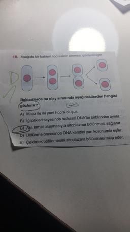 18. Aşağıda bir bakteri hücresinin üremesi gösterilmiştir.
Bakterilerde bu olay sırasında aşağıdakilerden hangisi
gözlenir?
A) Mitoz ile iki yeni hücre oluşur.
B) Iğ iplikleri sayesinde halkasal DNA'lar birbirinden ayrılır.
C) Ara lamel oluşmasıyla sitoplazma bölünmesi sağlanır.
D) Bölünme öncesinde DNA kendini yarı korunumlu eşler.
E) Çekirdek bölünmesini sitoplazma bölünmesi takip eder.