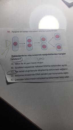 18. Aşağıda bir bakteri hücresinin üremesi gösterilmiştir.
Bakterilerde bu olay sırasında aşağıdakilerden hangisi
gözlenir?
A) Mitoz ile iki yeni hücre oluşur.
B) Iğ iplikleri sayesinde halkasal DNA'lar birbirinden ayrılır.
C) Ara lamel oluşmasıyla sitoplazma bölünmesi sağlanır.
D) Bölünme öncesinde DNA kendini yarı korunumlu eşler.
E) Çekirdek bölünmesini sitoplazma bölünmesi takip eder.
