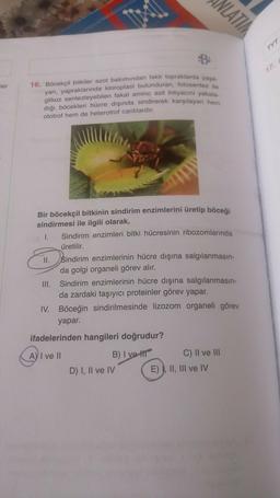 VLATINA
TYT
ler
16. Böcekçil bitkiler azot bakımından fakir topraklarda yaşa
yan, yapraklarında kloroplast bulunduran, fotosentez ile
glikoz sentezleyebilen fakat amino asit ihtiyacını yakala.
dığı böcekleri hücre dışında sindirerek karşılayan hem
ototrof hem de heterotrof canlılardır.
1.
Bir böcekçil bitkinin sindirim enzimlerini üretip böceği
sindirmesi ile ilgili olarak,
Sindirim enzimleri bitki hücresinin ribozomlarında
üretilir.
II. Sindirim enzimlerinin hücre dışına salgılanmasın-
da golgi organeli görev alır.
III. Sindirim enzimlerinin hücre dışına salgılanmasın-
da zardaki taşıyıcı proteinler görev yapar.
IV. Böceğin sindirilmesinde lizozom organeli görev
yapar.
ifadelerinden hangileri doğrudur?
A) I ve II
B) I ve HT C) II ve III
D) I, II ve IV E), II, III ve IV