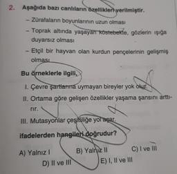 2. Aşağıda bazı canlıların özellikleri verilmiştir.
-
Zürafaların boyunlarının uzun olması
- Toprak altında yaşayan köstebekte, gözlerin işığa
duyarsız olması
- Etçil bir hayvan olan kurdun pençelerinin gelişmiş
olması
Bu örneklerle ilgili,
I. Çevre şartlarına uymayan bireyler yok olur.
II. Ortama göre gelişen özellikler yaşama şansını artti-
rir.
III. Mutasyonlar çeşitliliğe yol açar.
ifadelerden hangileri doğrudur?
A) Yalnız!
D) II ve III
B) Yalnız II C) I ve III
E) I, II ve III
