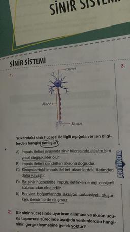 SINIR SE
SİNİR SİSTEMİ
3.
Dentrit
1.
Akson
Sinaps
Yukarıdaki sinir hücresi ile ilgili aşağıda verilen bilgi-
lerden hangisi yanlıştır?
A) İmpuls iletimi sırasında sinir hücresinde elektro kim-
yasal değişiklikler olur.
B) İmpuls iletimi dendritten aksona doğrudur.
C) Sinapslardaki impuls iletimi aksonlardaki iletimden
daha yavaştır.
D) Bir sinir hücresinde impuls iletilirken enerji oksijenli
solunumdan elde edilir.
ANTIKOR
E) Ranvier boğumlarında aksiyon potansiyeli oluşur-
ken, dendritlerde oluşmaz.
2. Bir sinir hücresinde uyartının alınması ve akson ucu-
na taşınması sürecinde aşağıda verilenlerden hangi-
sinin gerçekleşmesine gerek yoktur?
