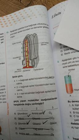 5. Unite
III
ya
10. Aşağıdaki şekilde ince bağırsak villusunun
pisindaki epitel hücreleri ve damarlar göster
1.
tein
nucu
asit
miştir.
ge-
Epitel hücresi
1
Lenf kılcal
daman
B)
can
3
2
C) Bar,
D) Ester ba,
E) Bazik ortama:
Kilcaldemar
ag
erden
2. Aşağıdaki gibi h
mum pH ve sice
süre bekletiliyo
Amilaz
Toplardamar
Kanin
akış yönü Atardamar
Şekle göre,
. 1 - bağırsak epitel hücrelerinden lenf kil-
calina,
• 2 bağırsak epitel hücrelerinden kan ki-
calina,
• 3 - kan kılcalından bağırsak epitel hücre-
prote-
çeşidi-
ayan X
y tüpü-
Nişa
A
lik gös-
bir süre
Palme Yayinevi
lerine
geçiş yapan moleküller aşağıdakilerden
hangisinde doğru verilmiştir?
2.
3
A) Şilomikron Amino asity
O2
Bu deney
I. A tüpi
külleri
II. B tür
III. C tü
çekl
ifadele
A) Yalr
B) Glikoz
Gliseret
CO2
C) Şilomikrok
Gliserol
Glikoz
D) Glike:
Yag astui
de,
E) Amino asit
Glikoz
02
3. Insan
