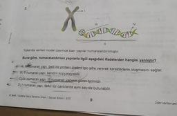 2.
X
ADO.
Yukarıda verilen model üzerinde bazı yapılar numaralandırılmıştır.
Buna göre, numaralandırılan yapılarla ilgili aşağıdaki ifadelerden hangisi yanlıştır?
A) Il numaralı yapı, belli bir protein üretimi için şifre vererek karakterlerin oluşmasını sa