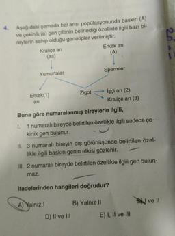 4.
be
Aşağıdaki şemada bal arisi popülasyonunda baskın (A)
ve çekinik (a) gen çiftinin belirlediği özellikle ilgili bazı bi-
reylerin sahip olduğu genotipler verilmiştir.
Kraliçe ani
Erkek ari
(aa)
(A)
Spermler
Yumurtalar
Erkek(1)
Zigot İşçi ari (2)
ari
Kraliçe ari (3)
Buna göre numaralanmış bireylerle ilgili,
L.
1 numaralı bireyde belirtilen özellikle ilgili sadece çe-
kinik gen bulunur.
II. 3 numaralı bireyin dış görünüşünde belirtilen özel-
likle ilgili baskın genin etkisi gözlenir.
III. 2 numaralı bireyde belirtilen özellikle ilgili gen bulun-
maz.
ifadelerinden hangileri doğrudur?
A) Yalnız !
B) Yalnız II
ve II
D) II ve III
E) I, II ve III
